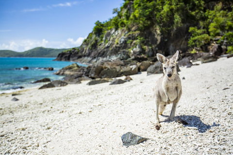 Daydream Island Resort - New South Wales Tourism  26