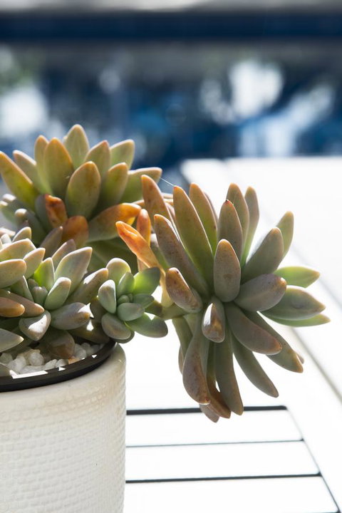 SandCastles Noosa - New South Wales Tourism  22