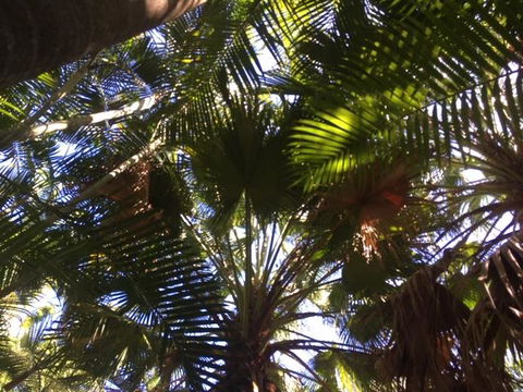 Casuarina - New South Wales Tourism  11