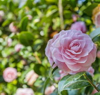 Wentworth Rose - New South Wales Tourism 