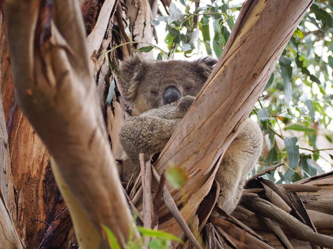WHITE SHELLS HOLIDAY RENTAL - New South Wales Tourism  1