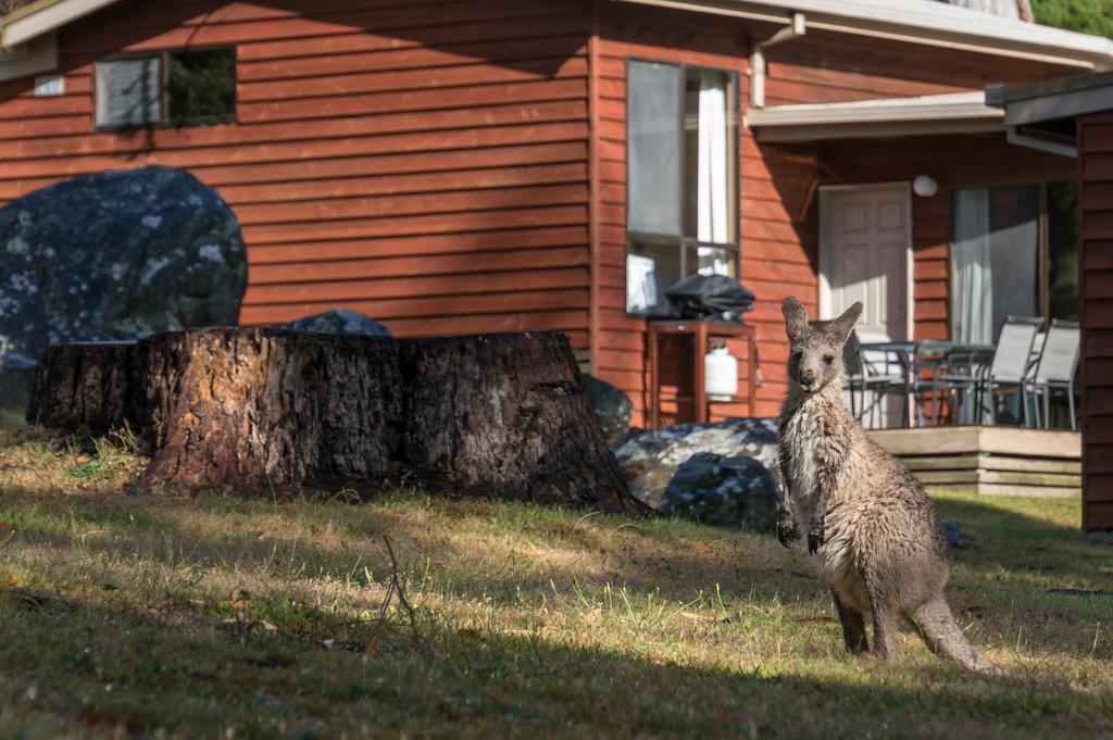 Tahara Bridge VIC New South Wales Tourism
