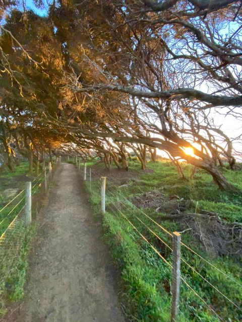 Anglesea Rivergums - New South Wales Tourism  3