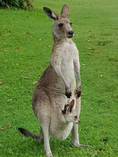 At Melaleuca 3 - New South Wales Tourism  3