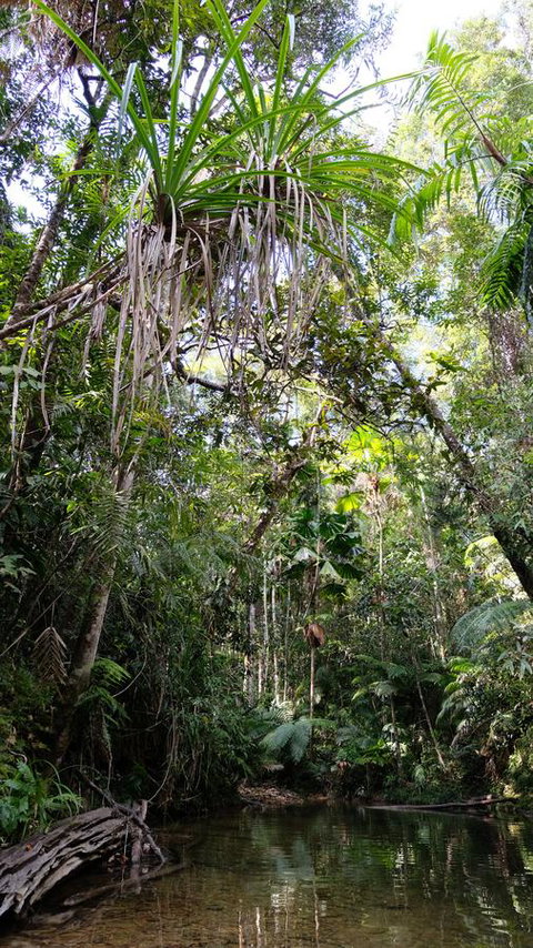 Daintree Manor B&B - New South Wales Tourism  7