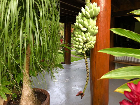 Daintree Manor B&B - New South Wales Tourism  10