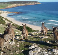 Waves  Wildlife Cottages Kangaroo Island - New South Wales Tourism 