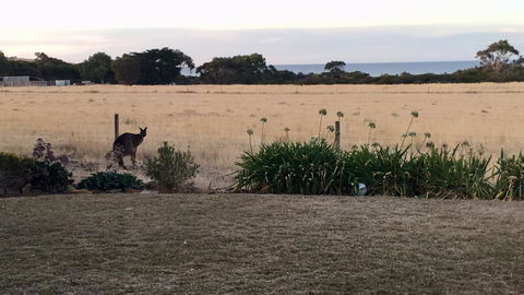 Beeâ€™s Place - 3 Bedroom Home On 10 Acres Of Land With Distant Ocean Views - New South Wales Tourism  23
