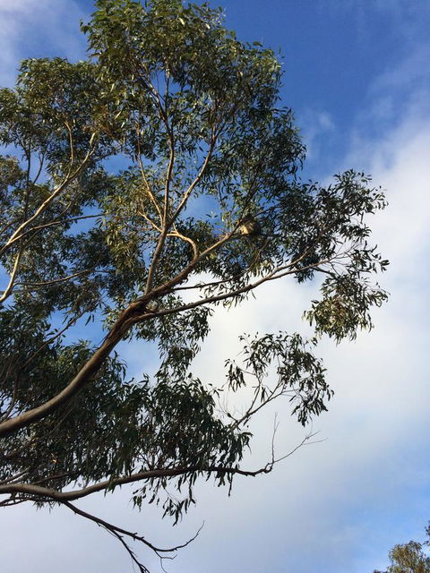 Beeâ€™s Place - 3 Bedroom Home On 10 Acres Of Land With Distant Ocean Views - New South Wales Tourism  25