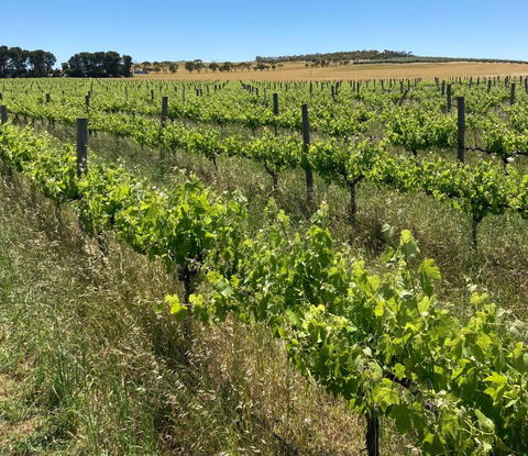 Belalie Wines - New South Wales Tourism  2