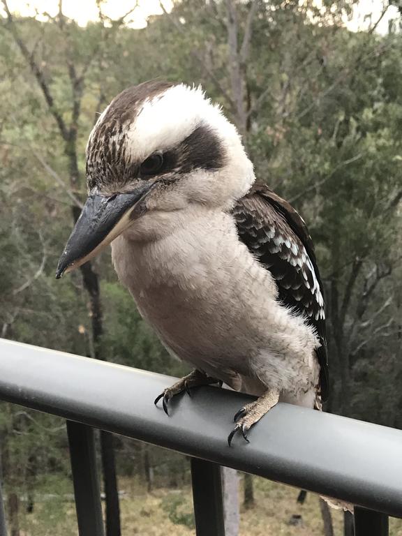 Tallebudgera Valley QLD New South Wales Tourism 