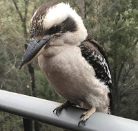 424 Trees - New South Wales Tourism 