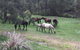 Emu Creek Retreat - thumb 2