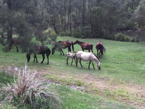 Emu Creek Retreat - New South Wales Tourism  2