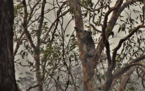 Emu Creek Retreat - New South Wales Tourism  3
