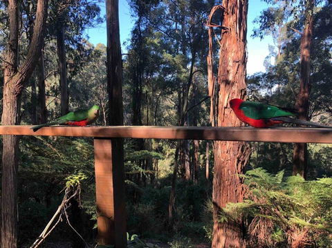 Forest Retreat - New South Wales Tourism  4