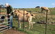Gilgraves Vineyard Farmstay - thumb 1