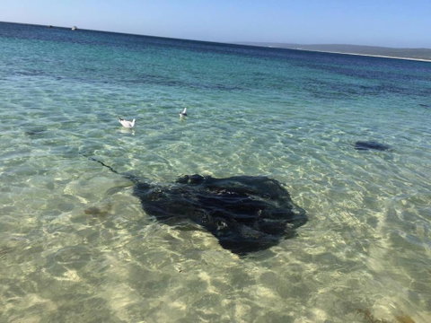 Hamelin Bay Seaclusion - New South Wales Tourism  1
