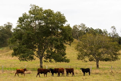 Hampson Farm Stay Hill Top By Tiny Away - New South Wales Tourism  3