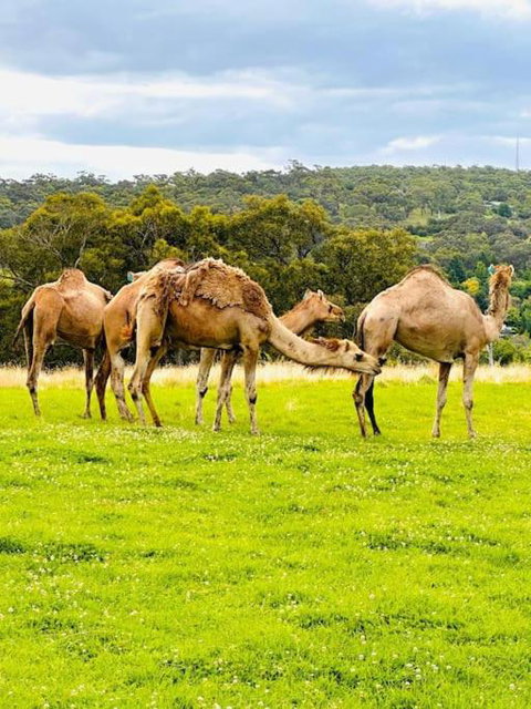 Holiday House - New South Wales Tourism  1