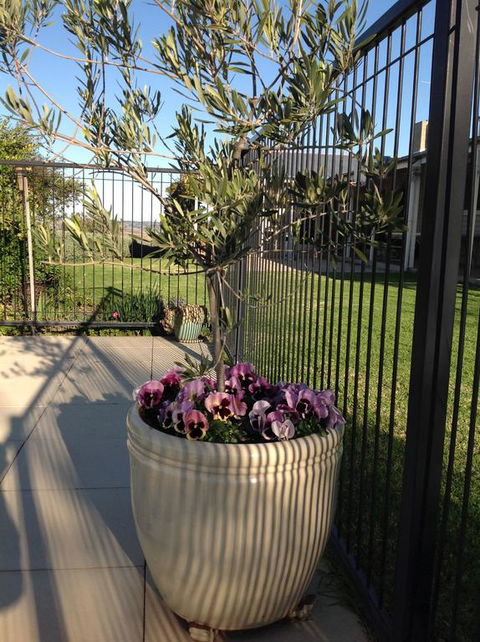 Amazing Views Pet Friendly Bed And Breakfast - New South Wales Tourism  3