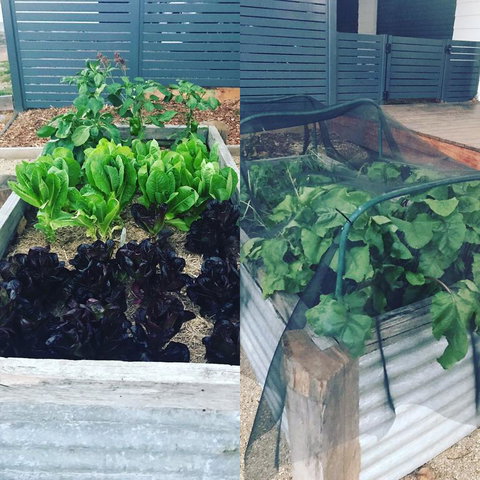 AMs Farm Stay - New South Wales Tourism  3