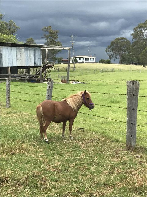 AMs Farm Stay - New South Wales Tourism  0