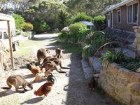 Anchorage Apartments