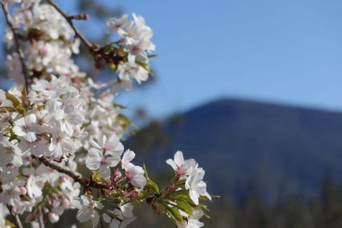 Mountains And Treetops Retreat - Nature Getaway - New South Wales Tourism  3