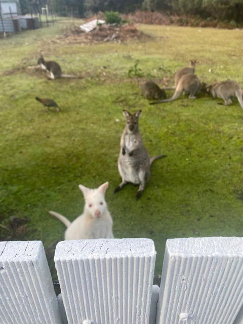NOFOMO AT ADVENTURE BAY - New South Wales Tourism  2