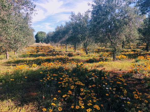 Olive Grove Retreat 1 By Tiny Away - New South Wales Tourism  3