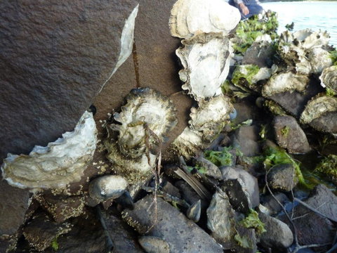 Oyster Shack - New South Wales Tourism  3
