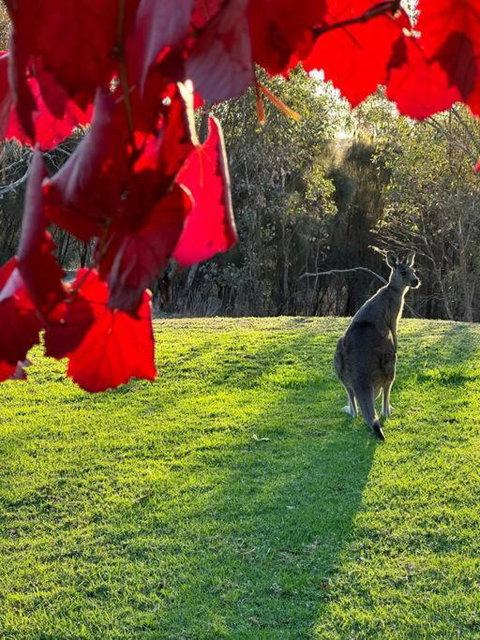 Peaceful Getaway In Stunning Bush Setting - New South Wales Tourism  2