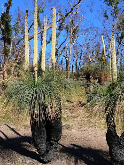 Aurora Cottages Bush Retreat - New South Wales Tourism  3