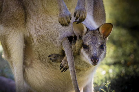 Bamurru Plains - New South Wales Tourism  3