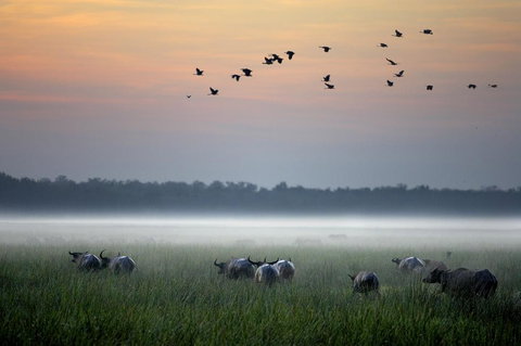 Bamurru Plains - New South Wales Tourism  0