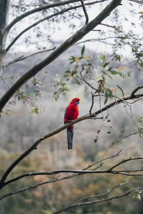 Riverside Cabin 18 Thredbo - New South Wales Tourism  1