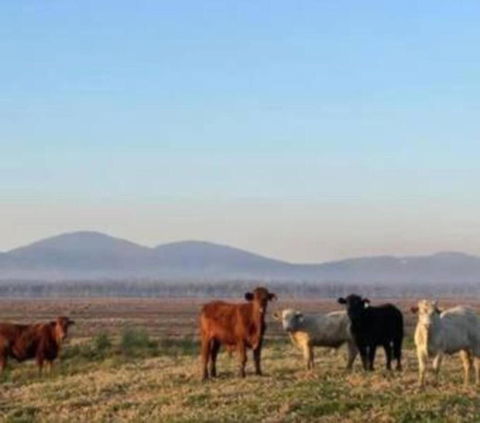 Rosemont By Tiny Away - New South Wales Tourism  3