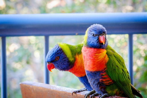 Sanctuary Lake Apartments - New South Wales Tourism  1