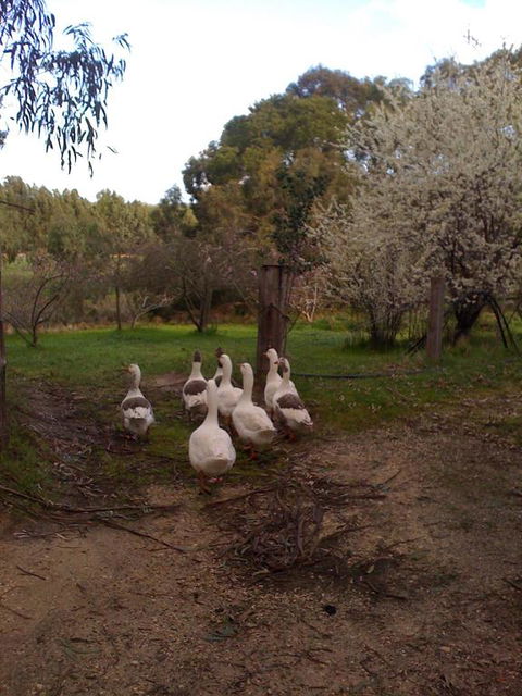 Bellbrae Harvest - New South Wales Tourism  3