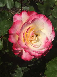 Book Yarck Accommodation Vacations New South Wales Tourism New South Wales Tourism 