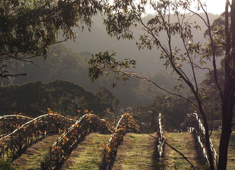 Blue House At Mountainside Wines - New South Wales Tourism  2