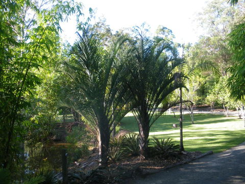 BoBRENE On Tamborine Nude Retreat - Quaint Cottage - New South Wales Tourism  2