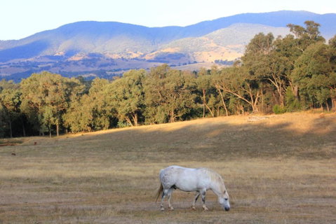Yackandandah Farm Homestead - New South Wales Tourism  0