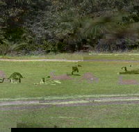 Yanchep  Lancelin - Wildlife Cave And Sands - New South Wales Tourism 