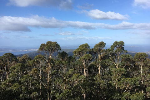 Kunanyi/Mt Wellington Explorer Bus - One Way Tour - New South Wales Tourism  5