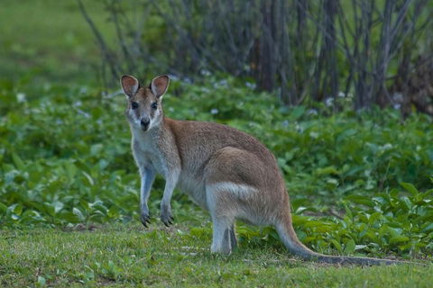 Cairns 4WD Waterfall And Rainforest Tour Including Kuranda Scenic Railway - New South Wales Tourism  2