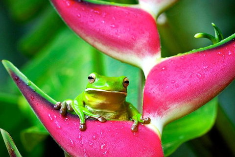3-Day Best Of Cairns Combo: The Daintree Rainforest, Great Barrier Reef, And Kuranda - New South Wales Tourism  0