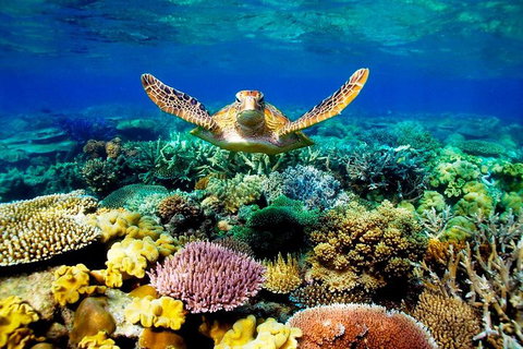 3-Day Best Of Cairns Combo: The Daintree Rainforest, Great Barrier Reef, And Kuranda - New South Wales Tourism  1