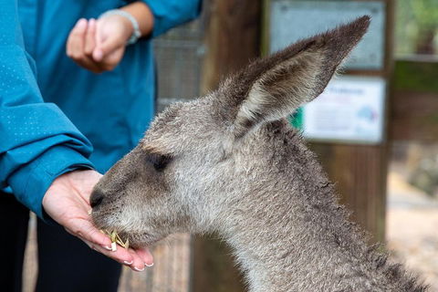 Private Blue Mountains Escape The Crowds SUV Tour - New South Wales Tourism  2